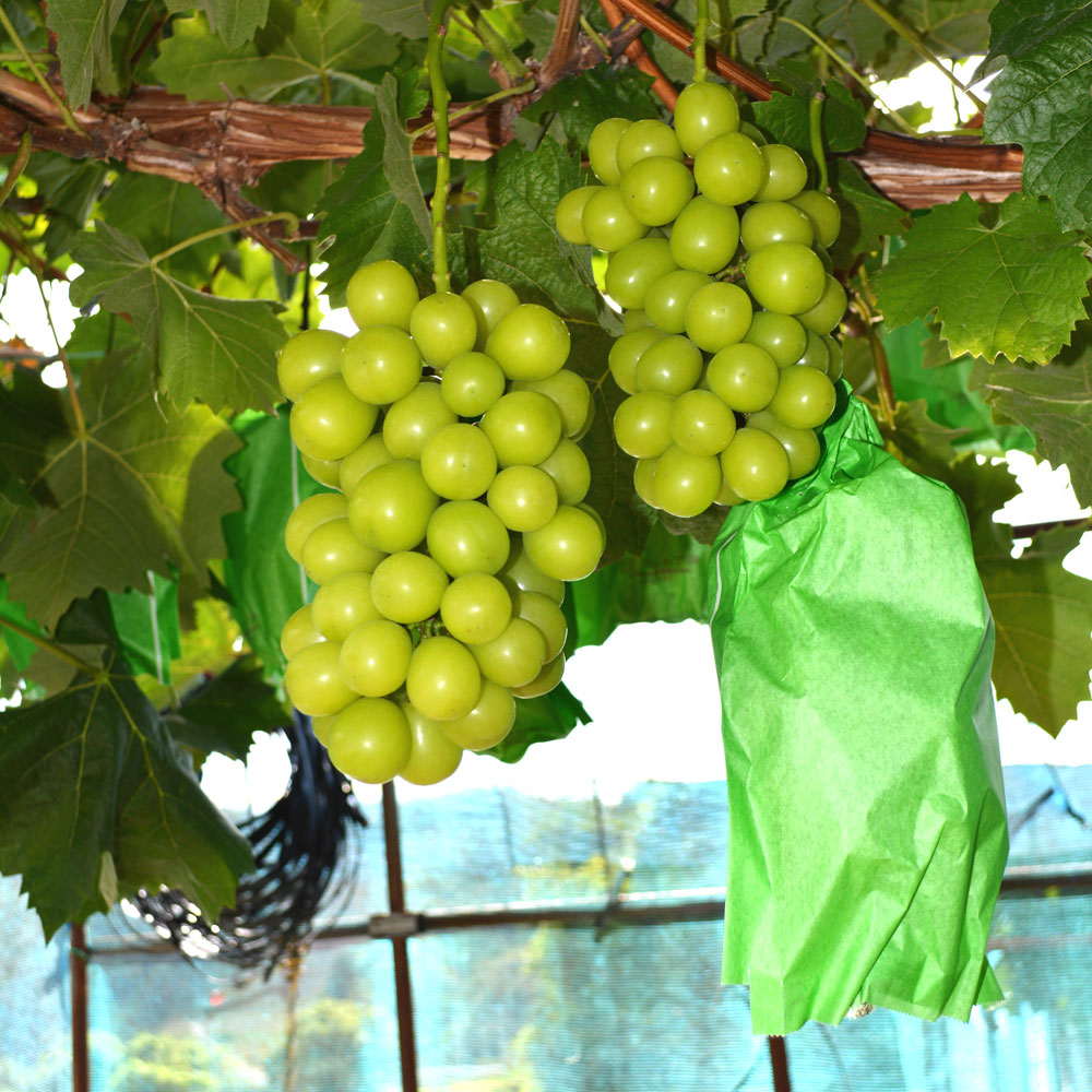 たけさんファームのイメージ